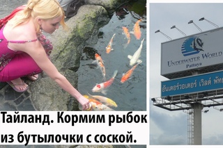 №3. Тайланд.  Кормим рыбок из бутылочки с соской. Милые животные.