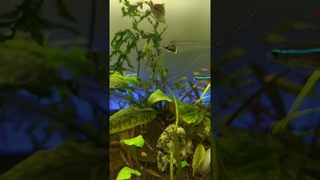 Фотосинтез у растений под водой - наглядный пример