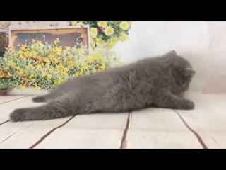 Маленький британский котёнок.