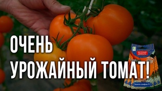 Новинки семян томатов. Крупноплодный томат для выращивания в теплице. Лучший сорт оранжевого томата.