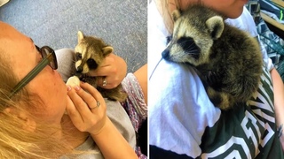 Она Cпacлa кроху енота, выходила и отпустила! НО ЧТО ТО пошло не так!