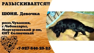Пропала собака! ШОНЯ. Девочка. респ.Чувашия, г.Чебоксары.