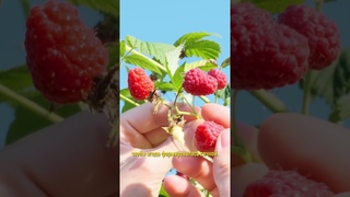 Хотите собирать целое ведро малины с одного куста? Расскажу как!