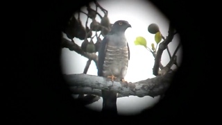 Африканская база/African Cuckoo-Hawk, Aviceda cuculoides, Cape Coast, Ghana, 14 Febr 2013
