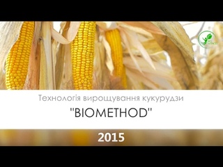 Технологія вирощування Кукурудзи (БІОМЕТОД)