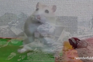 Hamster Vietnam Flashback