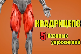 МЫШЦЫ НОГ. КВАДРИЦЕПСЫ. 5 БАЗОВЫХ УПРАЖНЕНИЙ