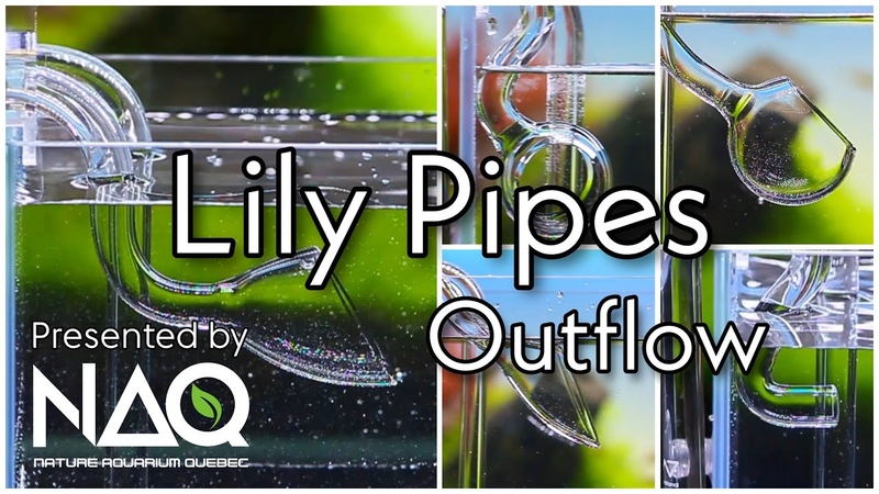Lily Pipes in aquarium, for a clean looking