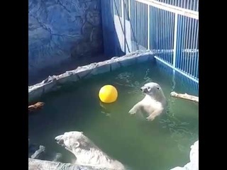 Белые медведи Умка и Айна играют в бассейне