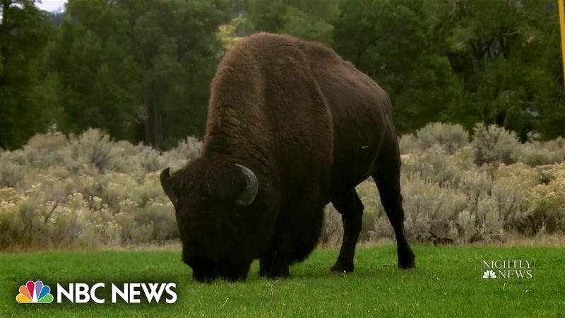 Tourists getting too close to wildlife in national parks, experts