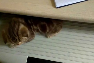 Котенок вместо клавиатуры
