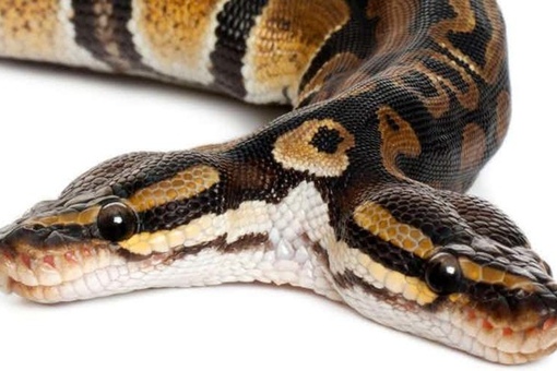 мутация двух. двухголовая змея питон. двухголовые змеи мутация?. клонирование генные мутации. мутация двух.