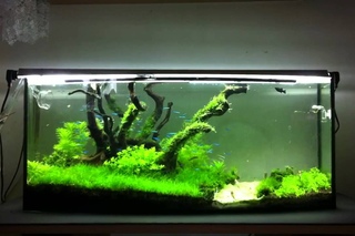 Green Nature Aquarium part