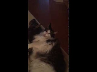Вопрос: Пиксель (кот) - как жизнь?“  Ответ: “Удалась!“