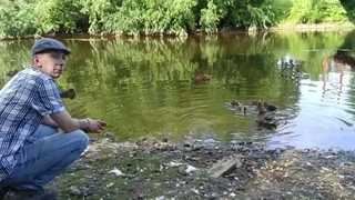 Уточки на Кемском. Исторический район Соломбала. Архангельск. (Съёмка Саша Чалова) ()