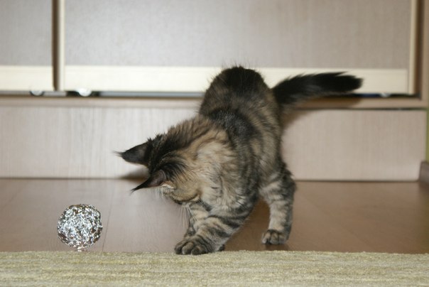 №93, Антон Мясоутов, Батайск №93, Антон Мясоутов, Батайск