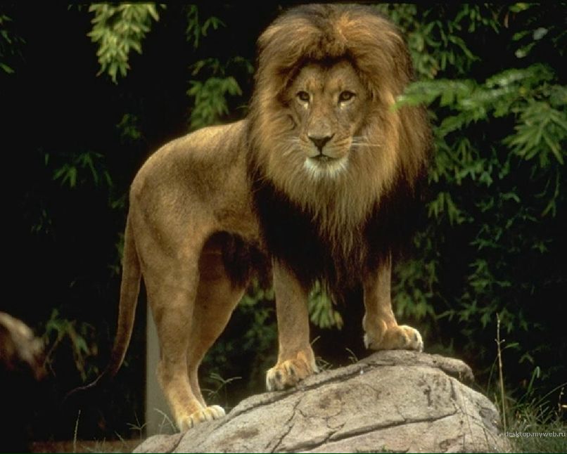 Ирина Андросова | 