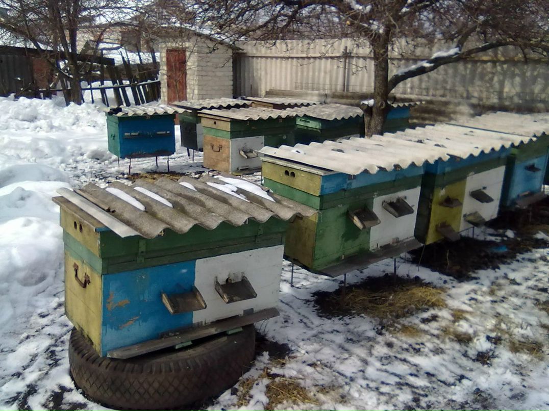 Лидия Ляш | Долинская