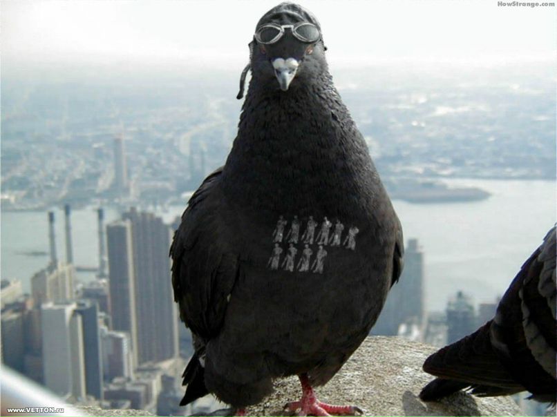 Вова Белкин | Борисов