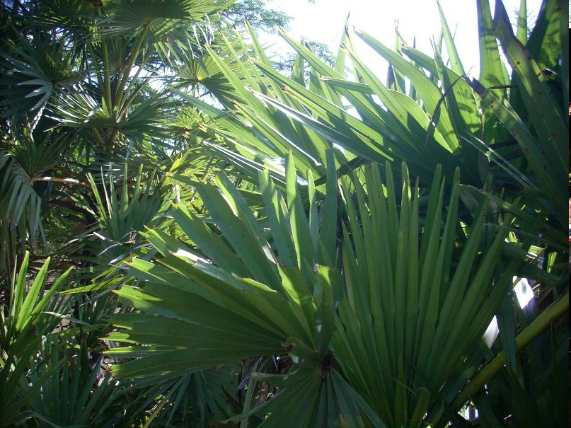 Антонина Окорокова | Ульяновск