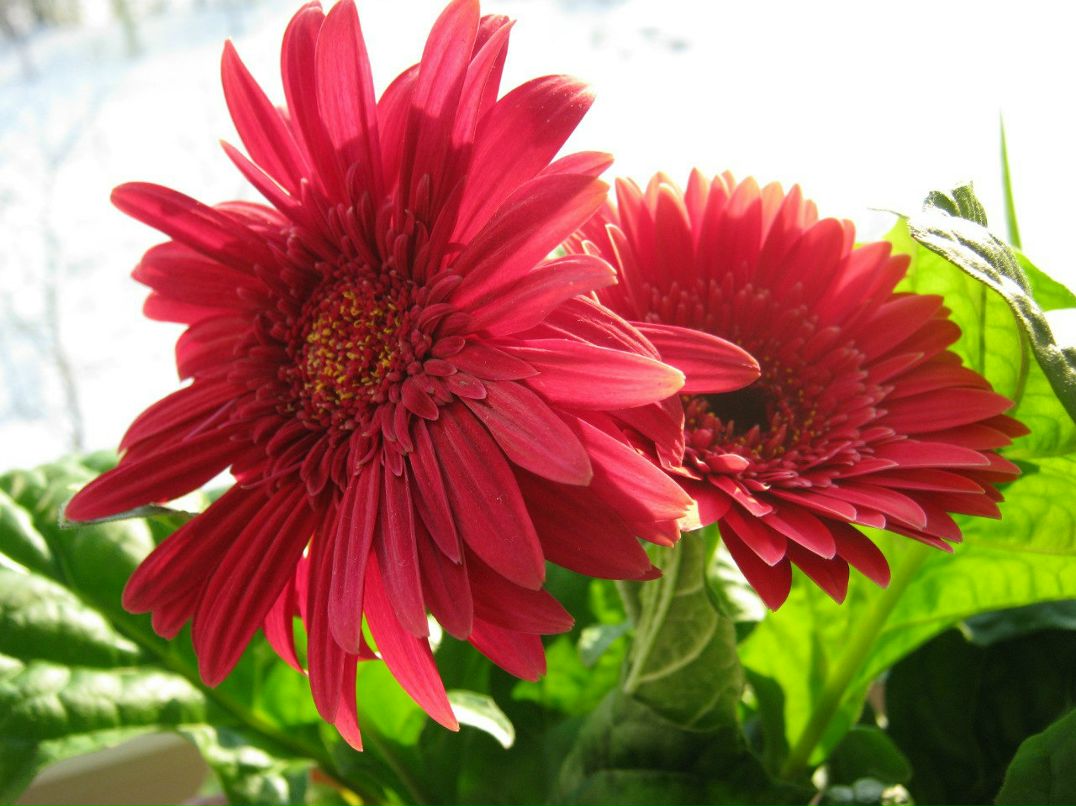 Валентина Емельянова | Торжок