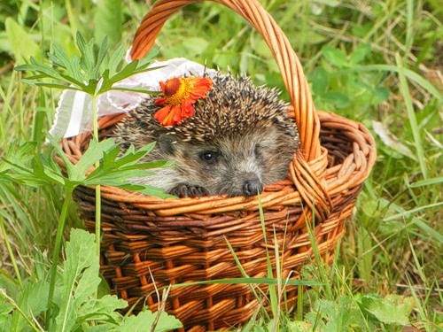 №2, Наталья Тихонова, Санкт-Петербург №2, Наталья Тихонова, Санкт-Петербург