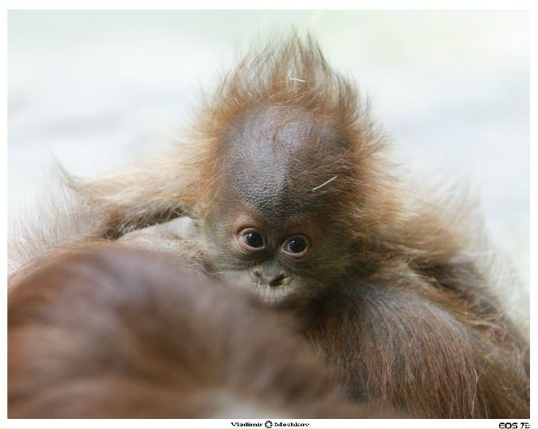 №51, Яньчик Гончарова, 38 лет, Львов №51, Яньчик Гончарова, 38 лет, Львов