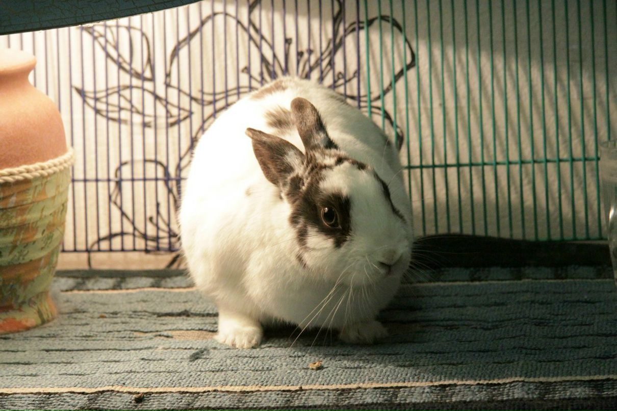 Ирина Фролова appelsinspinker | Москва