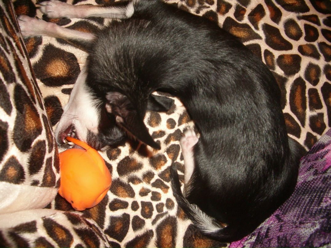 Елизавета Предко PetroWna | Санкт-Петербург