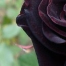 №20, Елена Ломакина, Wrocław №20, Елена Ломакина, Wrocław