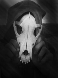 №31, Krisss Haffii №31, Krisss Haffii