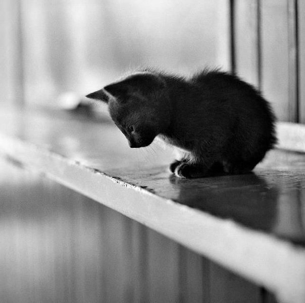 Роман Петрович | Санкт-Петербург