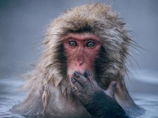 Катя Общева | 