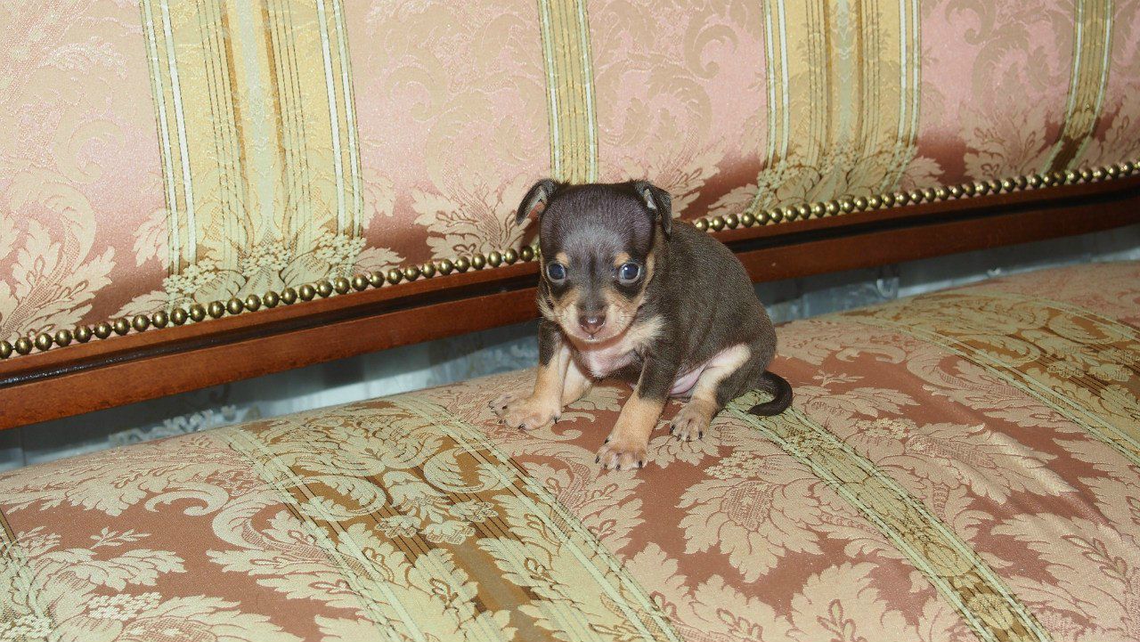 Роланд Гергая | Санкт-Петербург