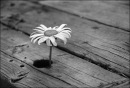 Фотография Дементьевой Юлии