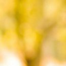 №131, Уляна Каракоцюк, Гусятин №131, Уляна Каракоцюк, Гусятин