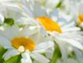 Ниночка Скляренко | Севастополь