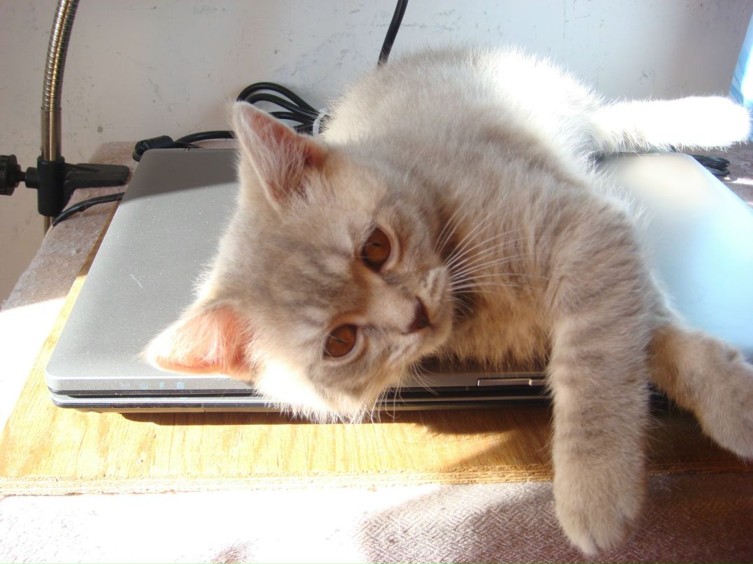 Лариса Соколова | Киров