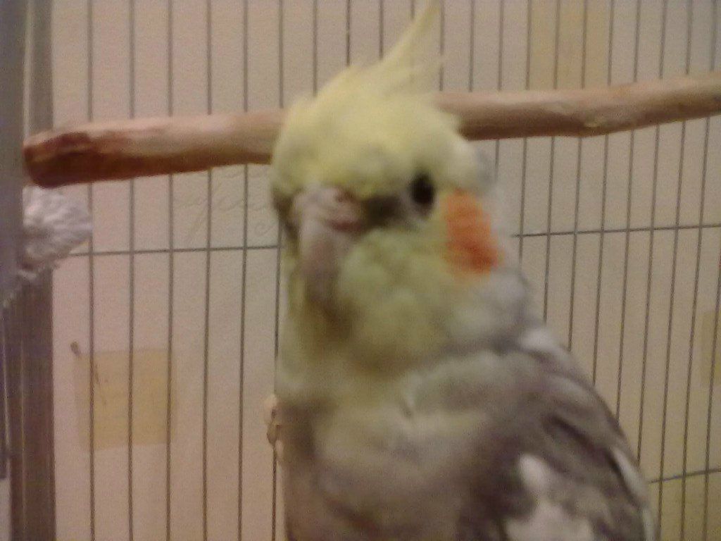 Олексій Корнієнко Lion | 