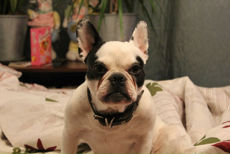 Никита Брага | Санкт-Петербург