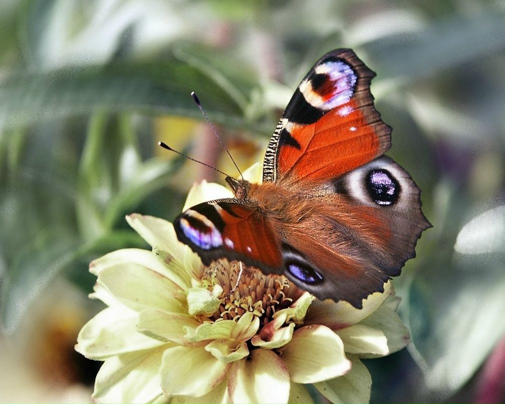 Анна Олейник-Жадан | Киев