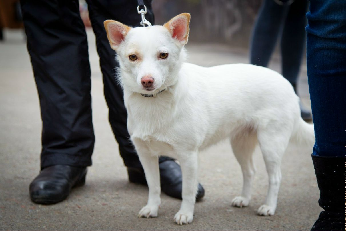 Александра Форо | Чернигов