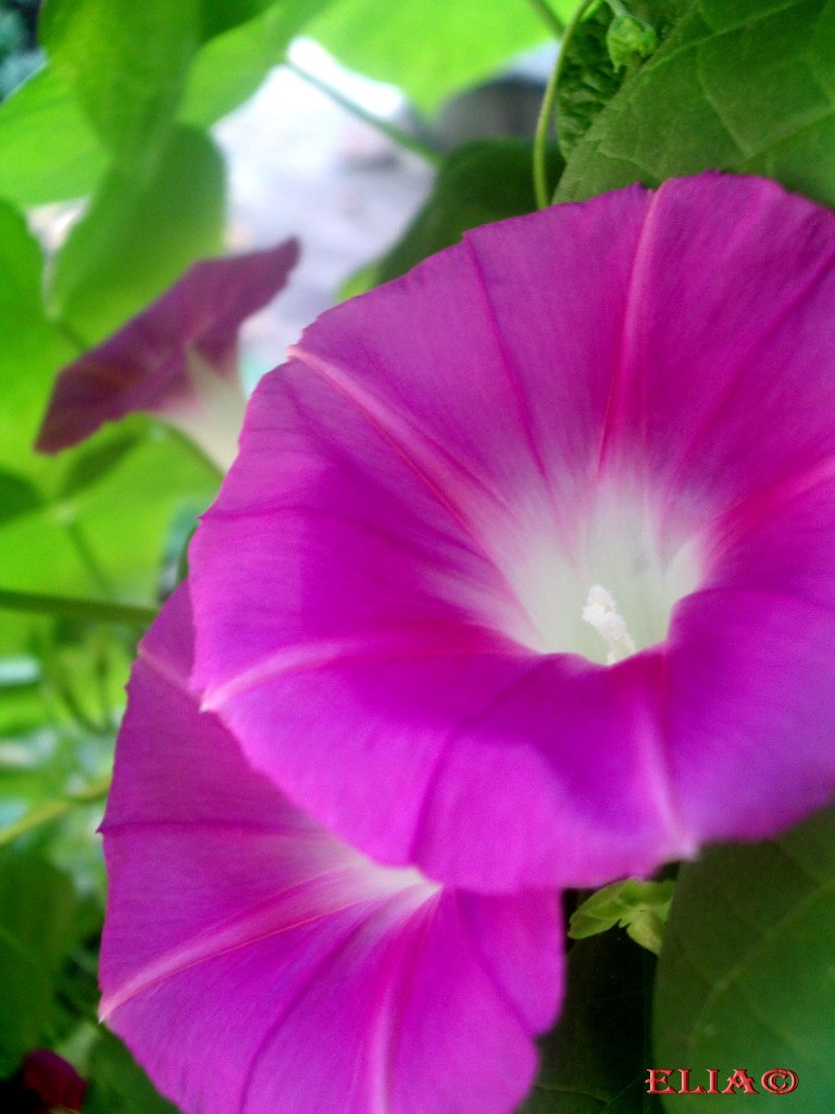 Эльвира Калабуха | Херсон