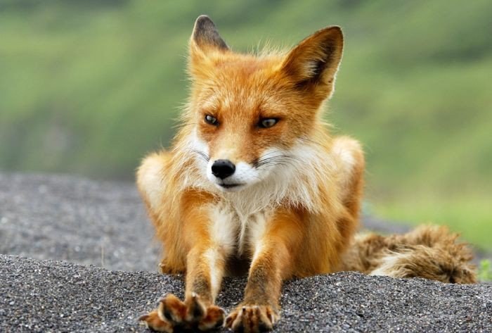 Женя Макаров Kitsune | Екатеринбург