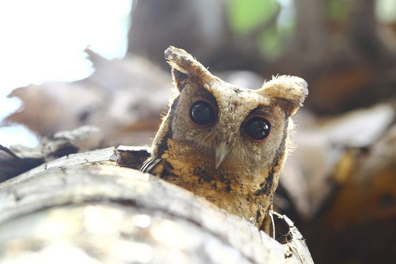Артем Сергеенко | 