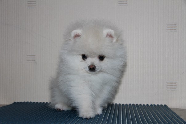 Юлия Гуменюк | Архангельск