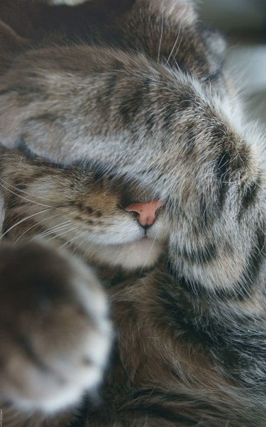 №193, Alisa Dmitrievna, Санкт-Петербург, Россия №193, Alisa Dmitrievna, Санкт-Петербург, Россия