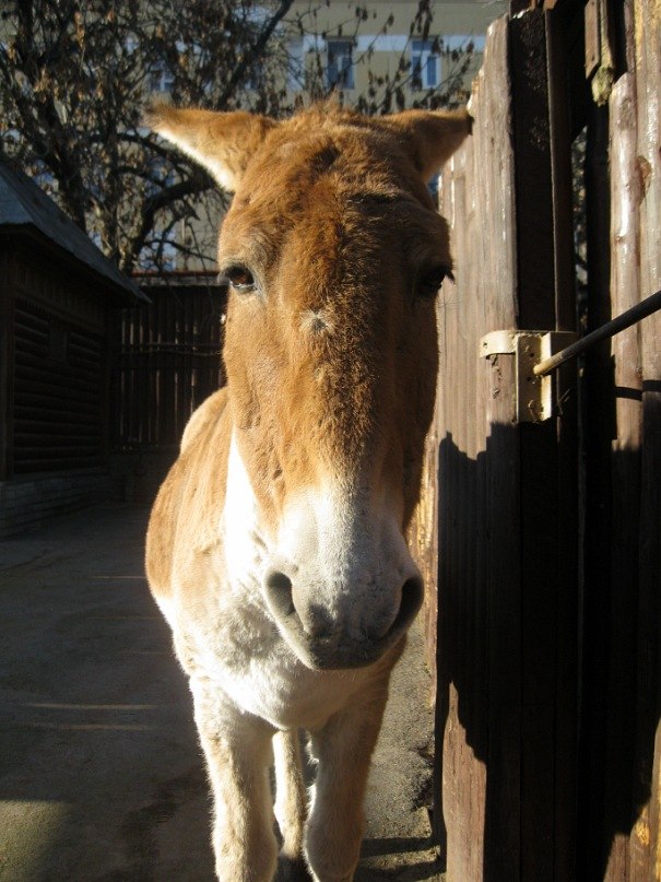 Марина Набиева | Москва