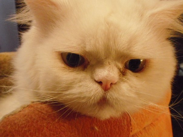 №8, Павел Шехов, Санкт-Петербург №8, Павел Шехов, Санкт-Петербург