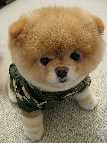 Angi Uimpl | Вязьма